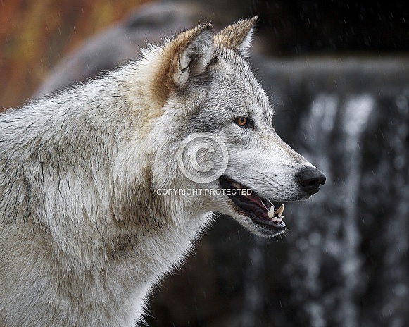 Grey Wolf-Wolf Smile