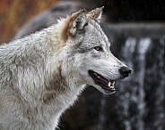 Grey Wolf-Wolf Smile