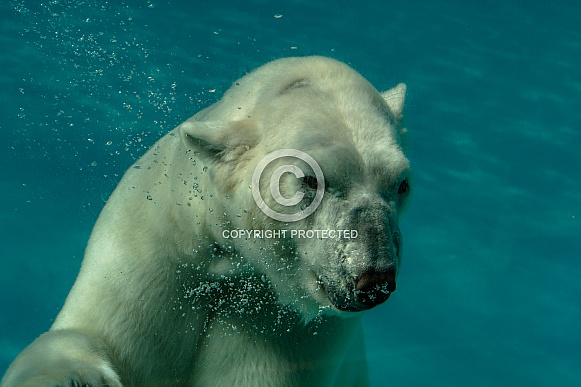 Polar bear Polar bear