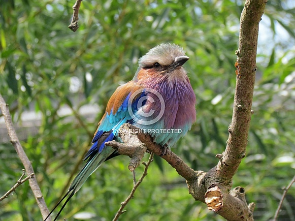 Lilac Breasted Roller Lilac Breasted Roller