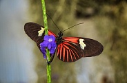 Butterfly - Doris Longwing