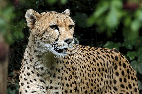 Cheetah