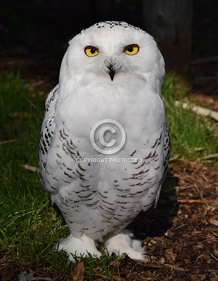 Snowy Owl Snowy Owl