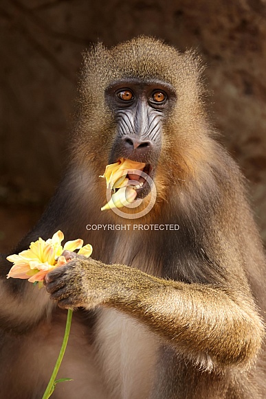 Crested macaque (Macaca Nigra) Crested macaque (Macaca Nigra)