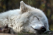 Hudson Bay Wolf