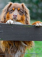 Dog Looking Over Fence