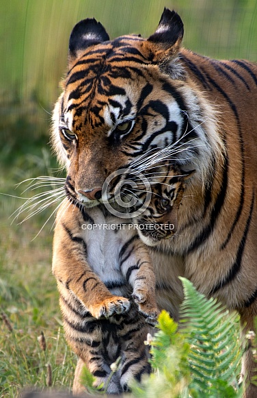 Sumatran Tiger Cub and Mum
