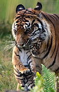 Sumatran Tiger Cub and Mum