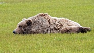 Alaska Peninsula Brown Bear or Coastal Brown Bear