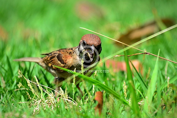Eurasian Tree Sparrow
