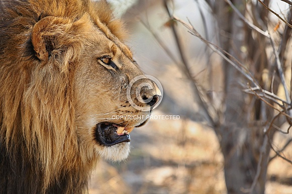 African lion portrait