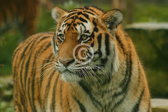 Amur Tiger Looking Sideways