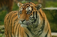 Amur Tiger Looking Sideways