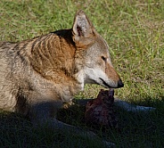 Red Wolf