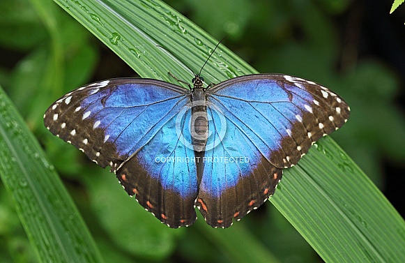 Blue Morpho