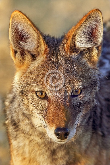 Black-Backed Jackal - Namibia Black-Backed Jackal - Namibia