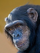 Chimpanzee (Pan troglodytes)