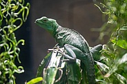 Green lizard on a leaf