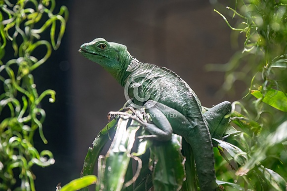 Green lizard on a leaf