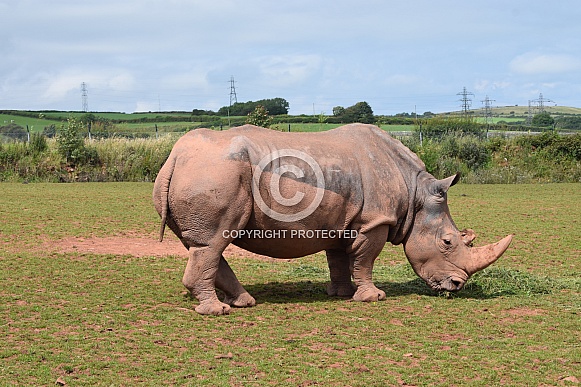Rhino
