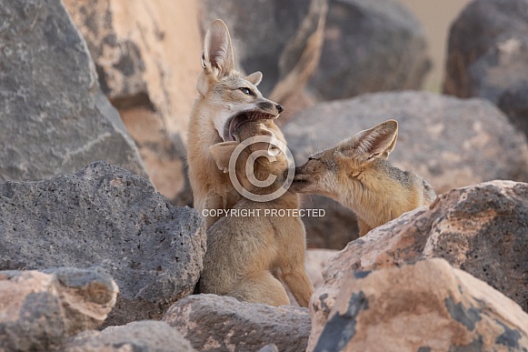 Kit Fox, Vulpes macrotis