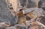 Kit Fox, Vulpes macrotis