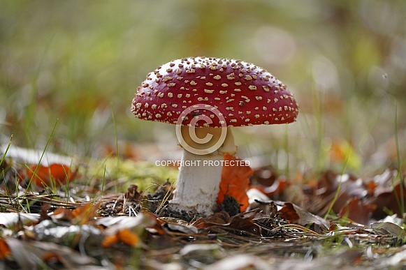 Fly Agaric Fly Agaric