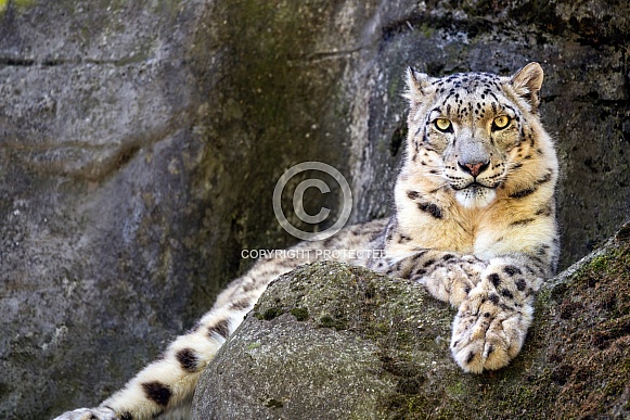 Snow leopard posing on the rock