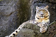 Snow leopard posing on the rock
