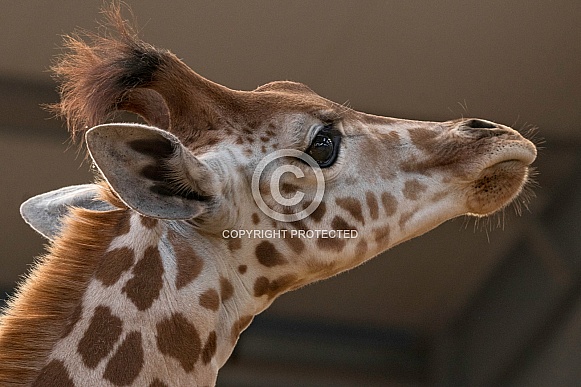 Young Kordofan Giraffe Face Shot