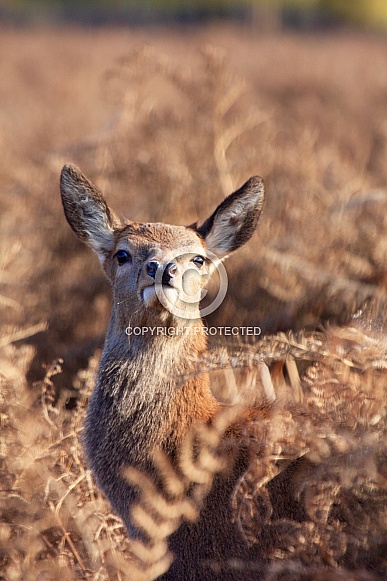 Red Deer