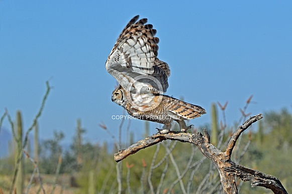 Great-horned Owl Great-horned Owl