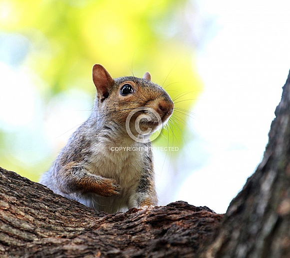 Grey Squirrel Grey Squirrel