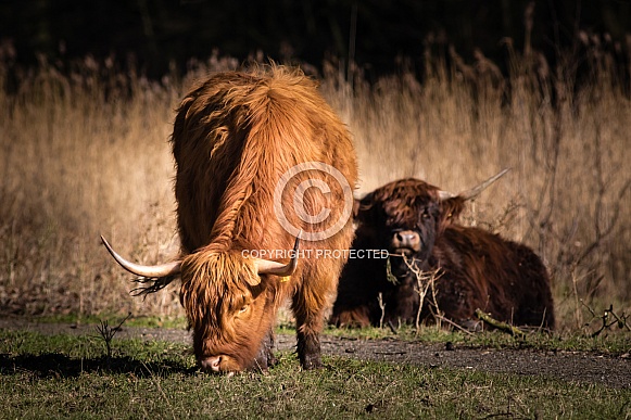 Highland Cow eating grass