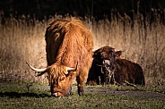 Highland Cow eating grass