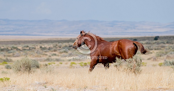 Wild Horses