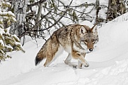 Coyote-Winter Stalk