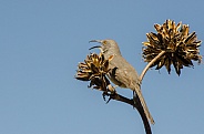 Curve-billed Thrasher perched in an Agave