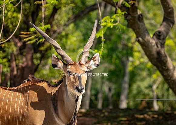 Giant Eland Antelope Giant Eland Antelope