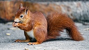 Brown squirrel