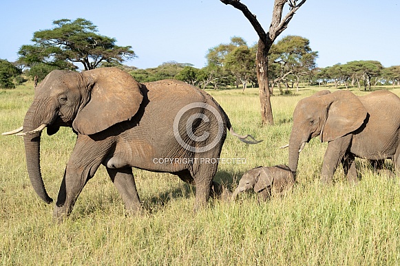 Family of elephants walking in line