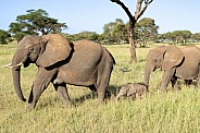 Family of elephants walking in line