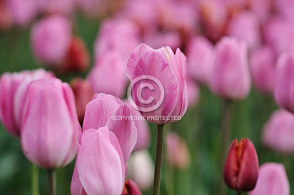 Pink Tulips Pink Tulips