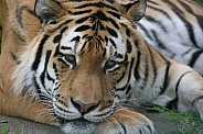 Amur Tiger Resting