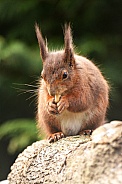 Red Squirrel