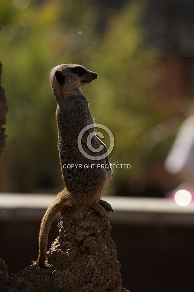 Backlit Meerkat Backlit Meerkat