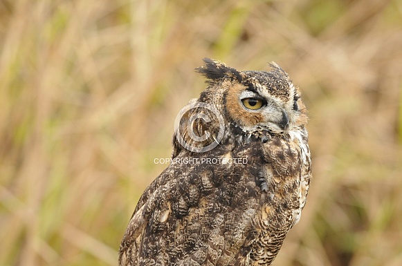 Great Horned Owl Great Horned Owl