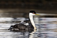 Western Grebe