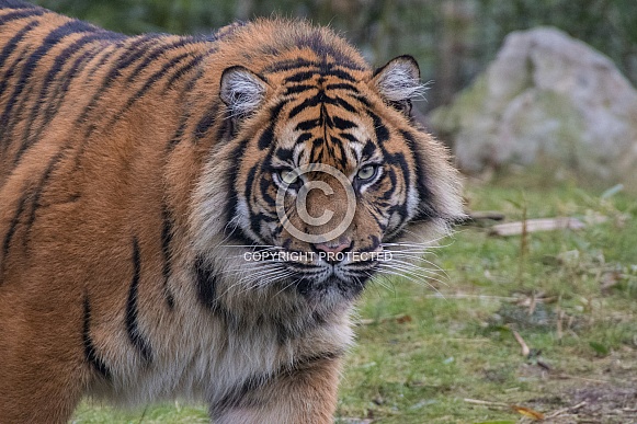 Sumatran Tiger(Panthera Tigris Sumatraw)