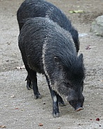 Collared Peccary